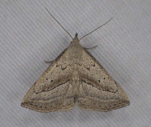 Macrochilo hypocritalis Ferguson, 1982