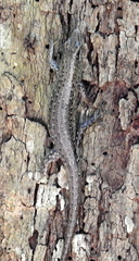 Lamprolepis smaragdina