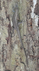 Lamprolepis smaragdina