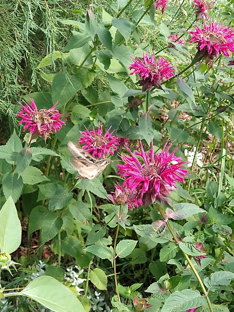 White-lined Sphinx from Middle Shooks Run, Colorado Springs, CO 80903 ...