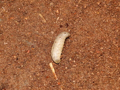 Chalybion spinolae
