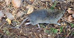 Rattus exulans