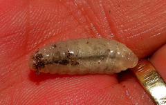 Chalybion spinolae