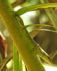 Lamprolepis smaragdina