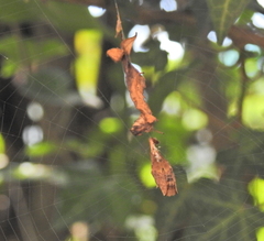 Arachnura scorpionoides