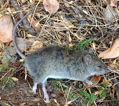 Rattus exulans