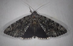 Catocala lacrymosa