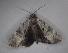 Catocala andromedae