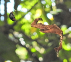 Arachnura scorpionoides