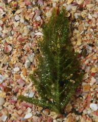 Caulerpa flexilis
