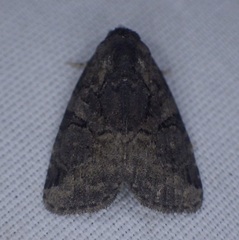 Pseudeustrotia indeterminata