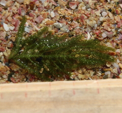 Caulerpa flexilis