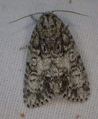Acronicta retardata