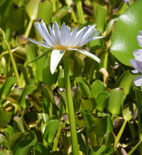 Nymphaea nouchali observed 2023-08-29