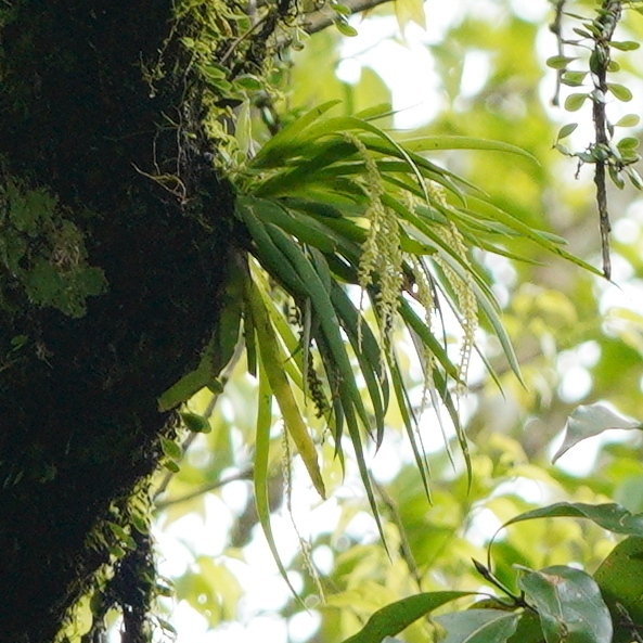Oberonia segawae