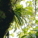 Oberonia segawae - Photo (c) Shang-Kwei Wang, algunos derechos reservados (CC BY-NC), subido por Shang-Kwei Wang