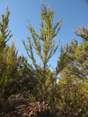 Kunzea serotina