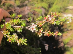 Kunzea serotina