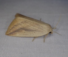 Amolita obliqua