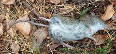 Rattus exulans