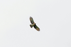 Pygmy Eagle photo 1