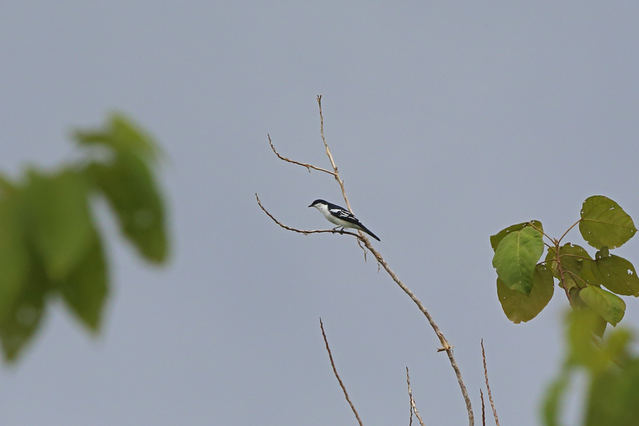 Black-browed Triller illustration