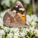 Western Brown - Photo (c) Felix Fleck, some rights reserved (CC BY-NC), uploaded by Felix Fleck