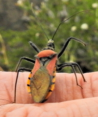 Rhynocoris segmentarius