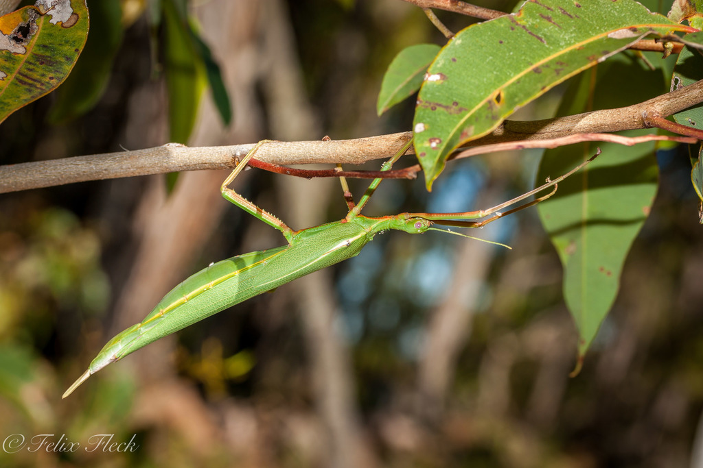 Key's Stick Insect