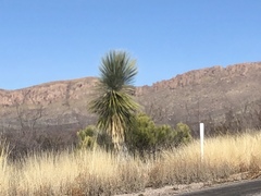 Yucca elata