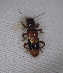 Priocera castanea