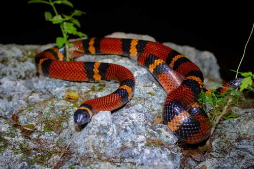 Central American Milksnake