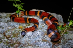 Central American Milksnake photo 2