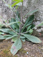 Thyrocarpus sampsonii