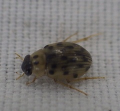 Berosus pantherinus