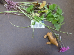 Oxalis articulata rubra