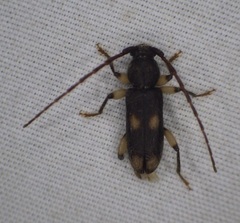 Tylonotus bimaculatus