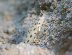 Fierce Shrimpgoby photo 2