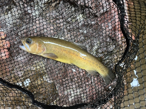 Gila Trout