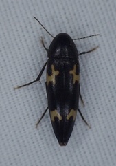 Dircaea liturata