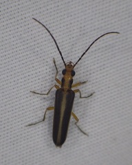 Nacerdes lateralis
