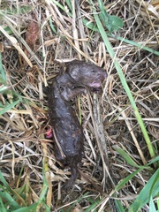 Mustela