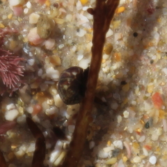 Micrelenchus tessellatus