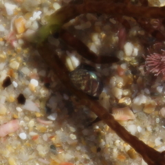 Micrelenchus tessellatus