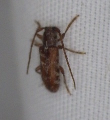 Eupogonius tomentosus