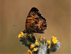 Phyciodes mylitta