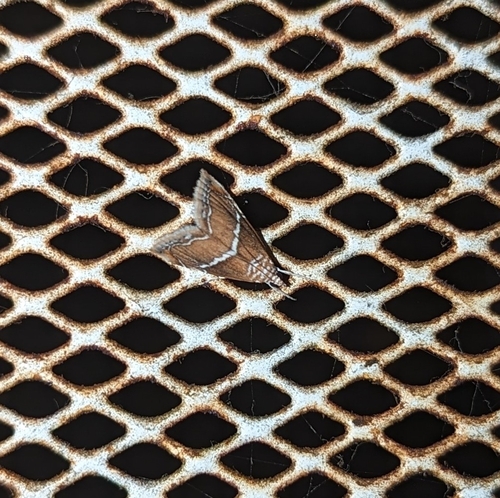 White-trimmed Abegesta photo 2