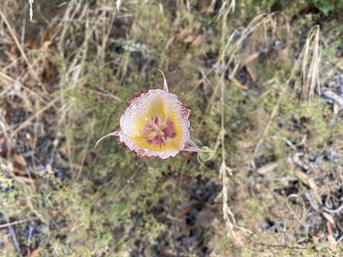 iNaturalist observation photo of Late-blooming Mariposa Lily