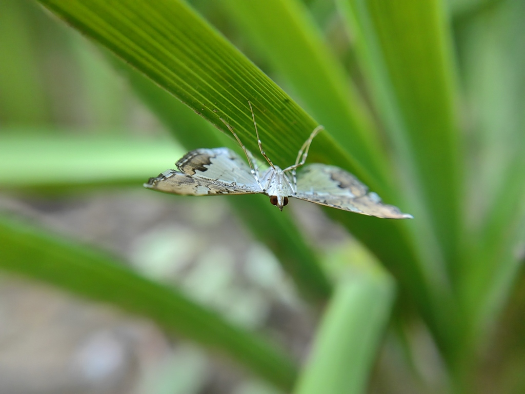Mnb Insect Mung Bean Moth from 中国北京市朝阳区 on August 28, 2023 at 12:28 PM by Wang ...