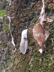 Creatonotos transiens vacillans